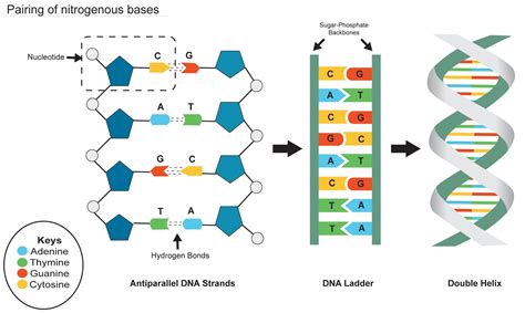 Adenine Pair With