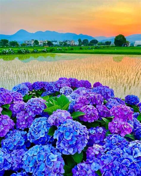 Ajisai Flower Meaning Best Flower Site Ajisai Flower Meaning Best Flower Site