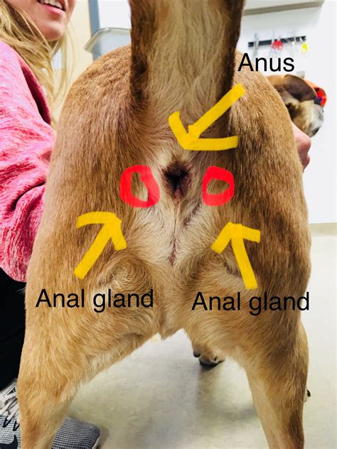 Anal Dog Porn