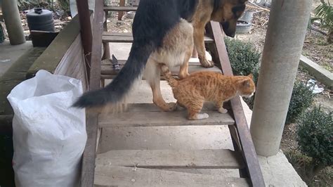 Animal Porn Cat