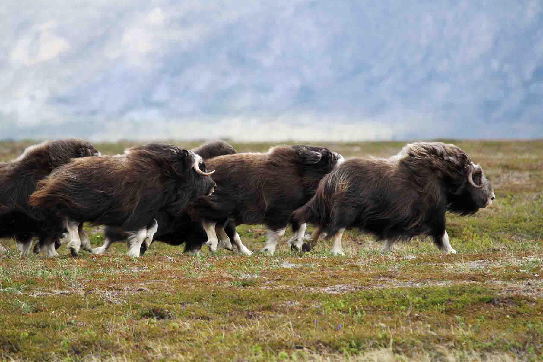 Aps Alaska