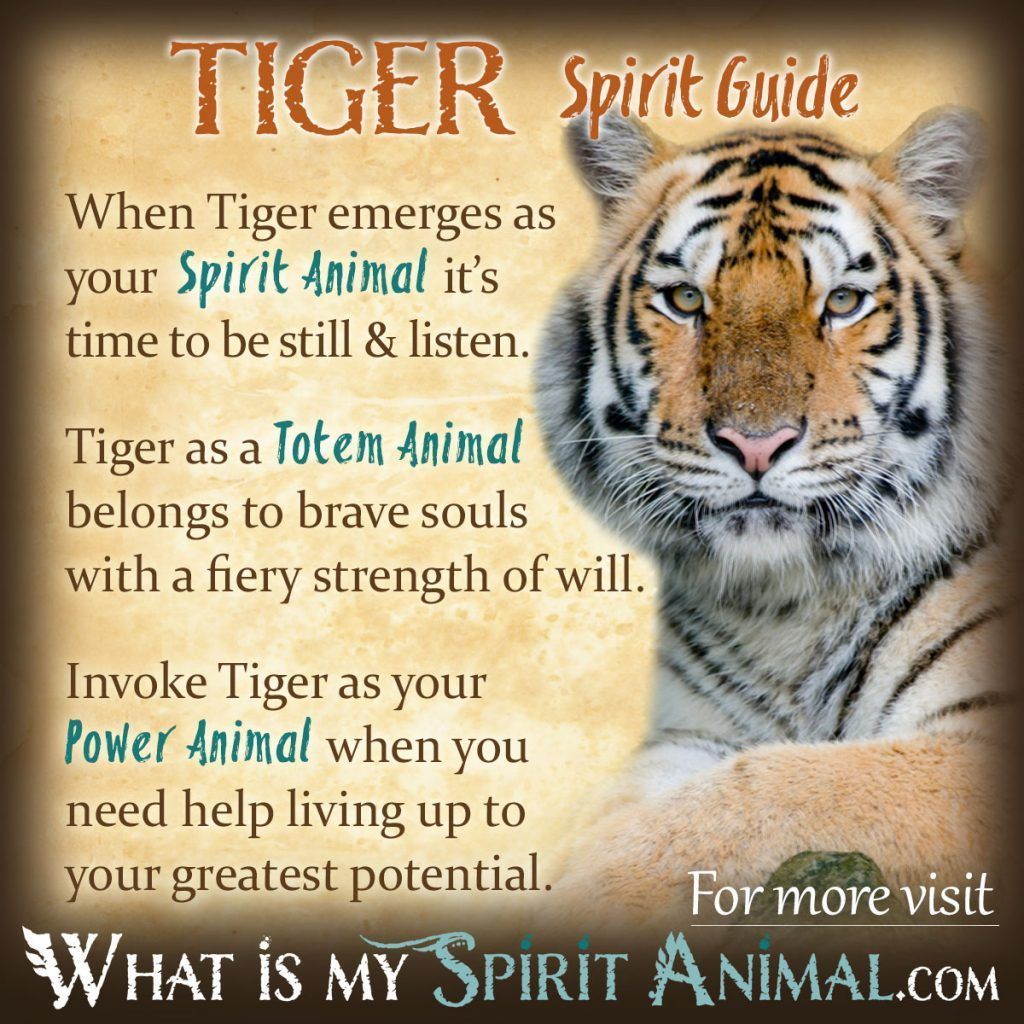 Bird Symbolism Meaning Spirit Totem Power Animal Bird Symbolism Meaning Spirit Totem Power Animal