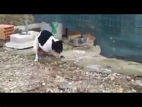 Dog Fuck Anal Bestiality Vferider Dog Fuck Anal Bestiality Vferider