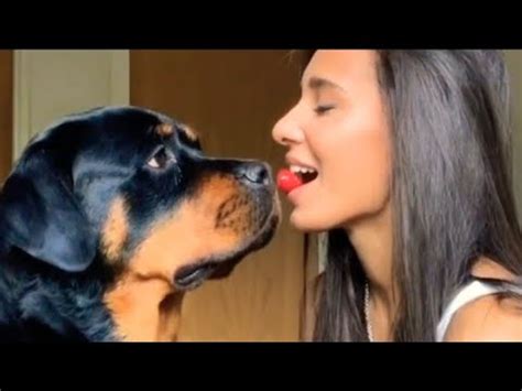 Dog Sex Compilation Dog Sex Compilation