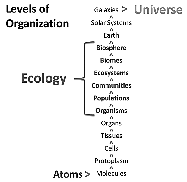 Ecology Levels Uncovered Master The Hierarchy