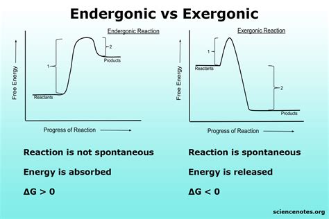 Endergonic Reactions Release Energy