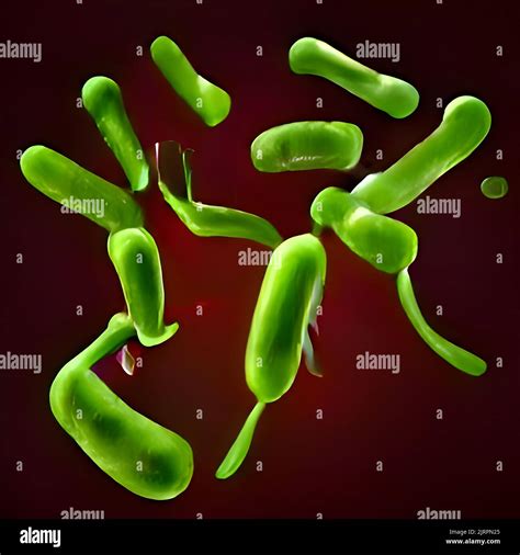 Escherichia Coli Under Microscope