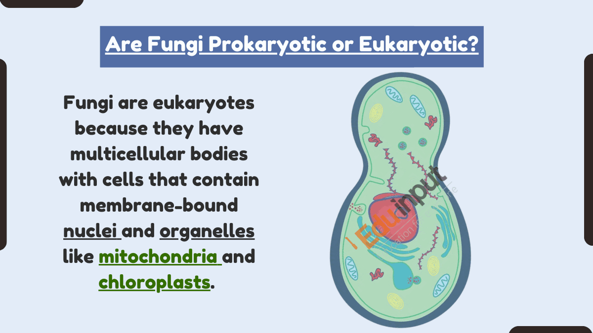Eukaryotic Fungi Explained