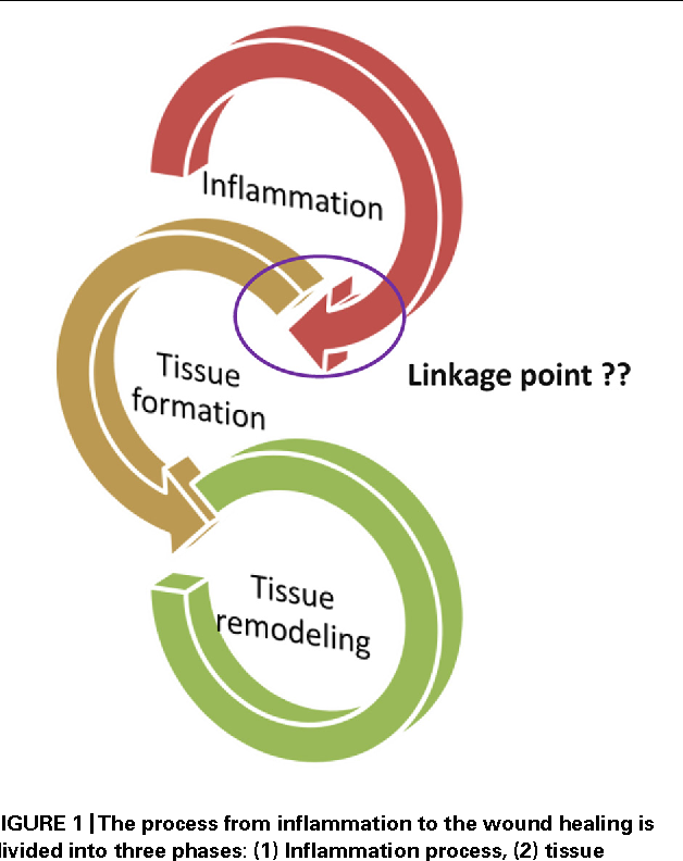 Frontiers Apoptotic Cell Linkage Of Inflammation And Wound Healing Frontiers Apoptotic Cell Linkage Of Inflammation And Wound Healing