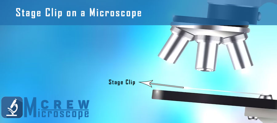 Function Of The Stage Clips On A Microscope