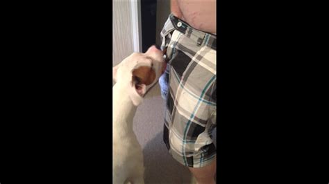 Gay Dog Blowjob