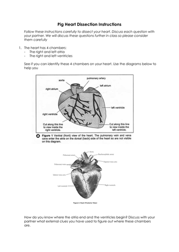 Heart Dissection Labeled