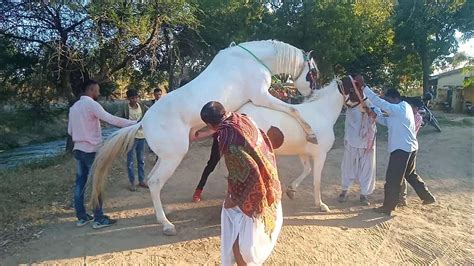 Horse Has Sex With Man