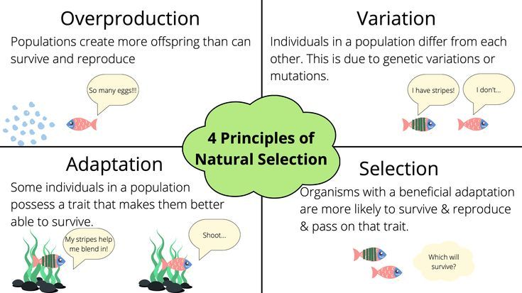 How Does Selection Work Simplify The Four Principles