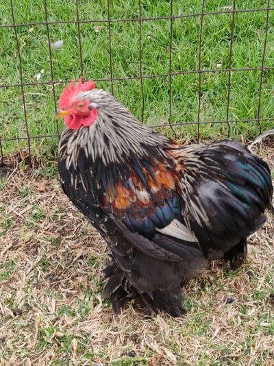 Millefleur Pekin Cockerel