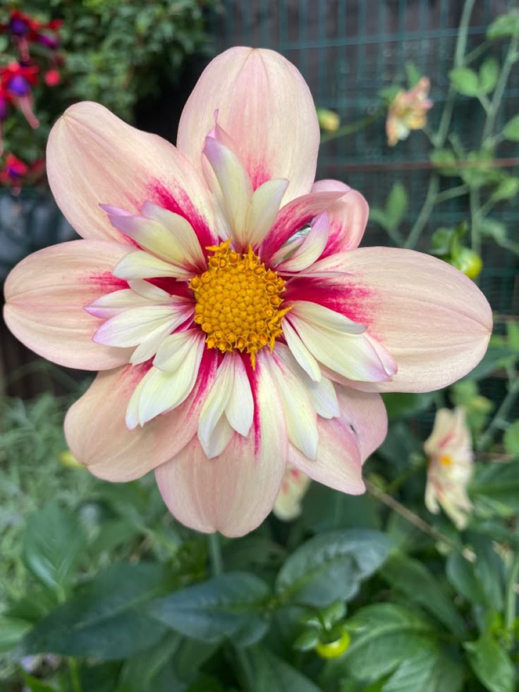 Rhubarb And Custard Dahlia