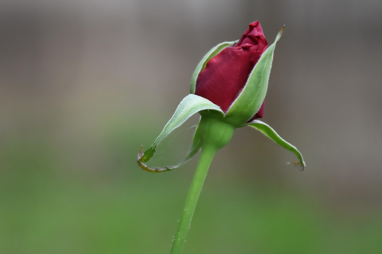 Rose Bud Nude