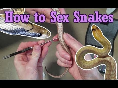 Sex With A Snake Porn