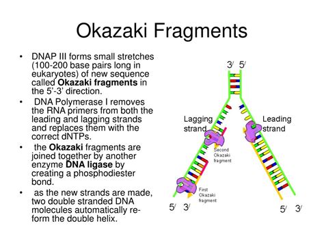 What Are Okazaki Fragments