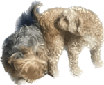 Woman Making Love To Dog