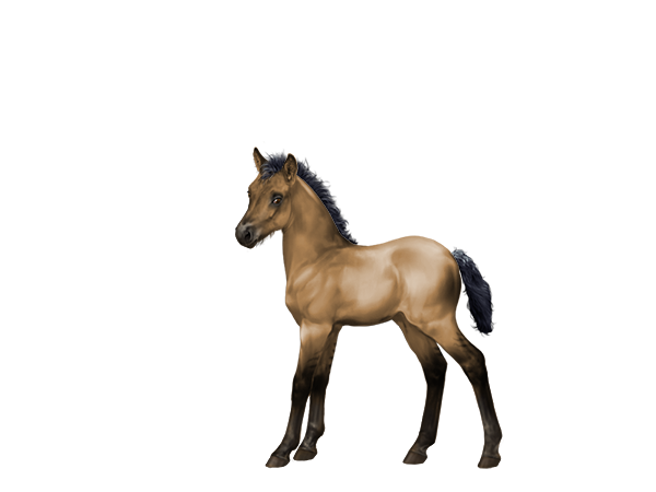 Womens Sex With Horse