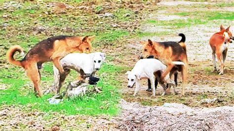 Wonderful Street Dog Mating In The Field Also Feeding Village Dogs Wonderful Street Dog Mating In The Field Also Feeding Village Dogs